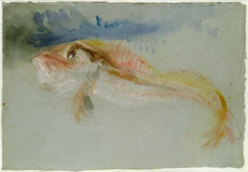 Ein Knurrhahn
